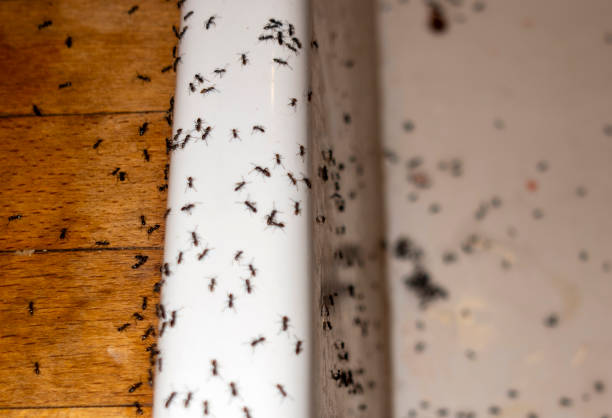 Best Insect Control  in East Cleveland, OH